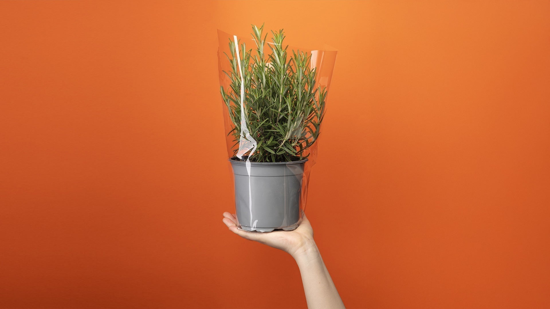 WRAP: Conical Design, Elevated Performance